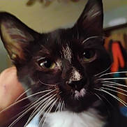 Wicked joined the competition — help win amazing prizes! animal, background, black_and_white, cat, close_up, curious, cute, domestic_cat, expression, face, feline, fur, green_eyes, hand, indoor, muzzle, pet, portrait, soft_focus, whiskers