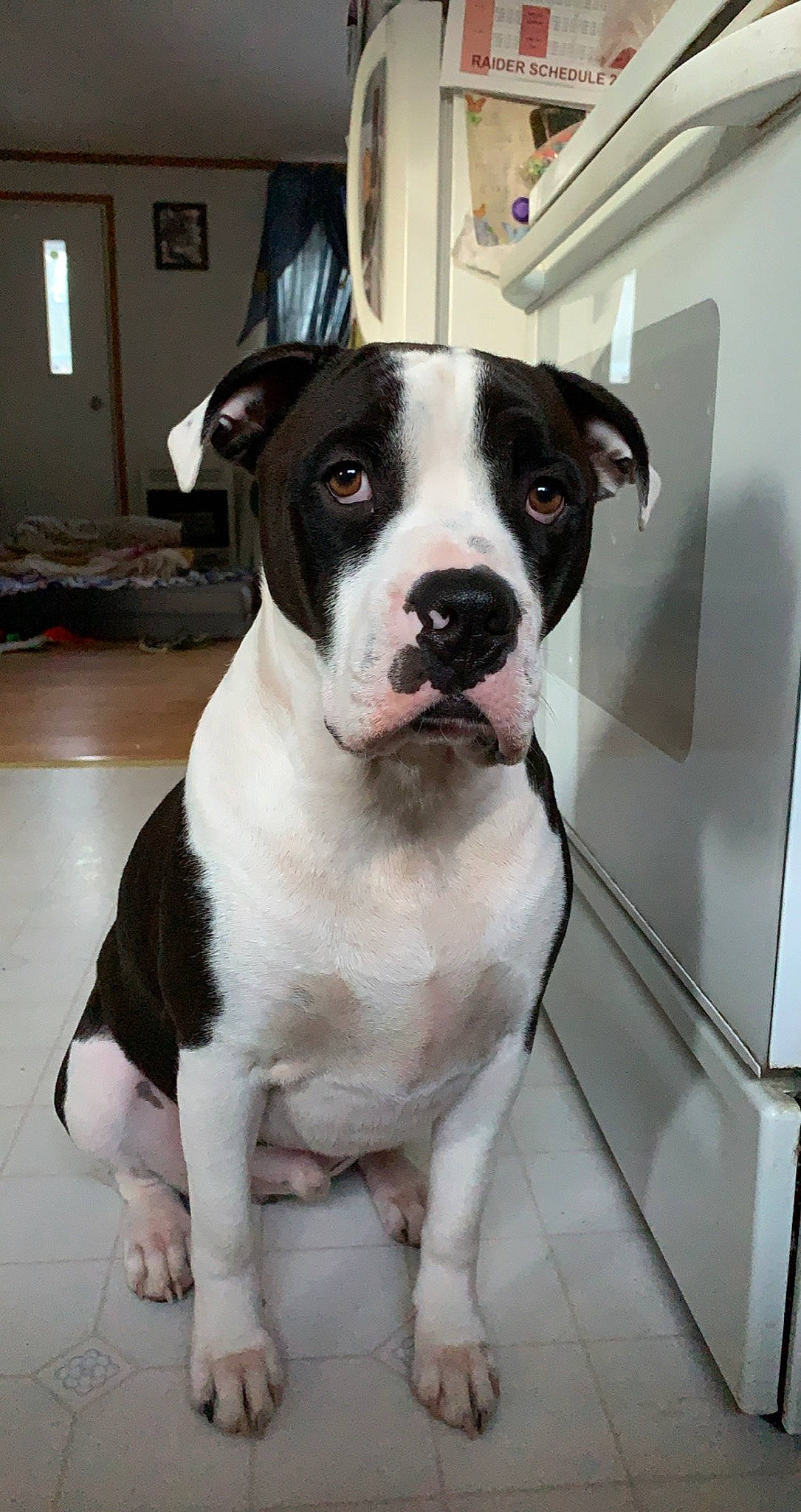 River joined the competition — help win amazing prizes! boston_terrier, canidae, carnivore, collar, companion_dog, dog, dog_breed, dog_collar, fawn, fur, molosser, non_sporting_group, snout, sporting_group, whiskers, window, working_animal, working_dog