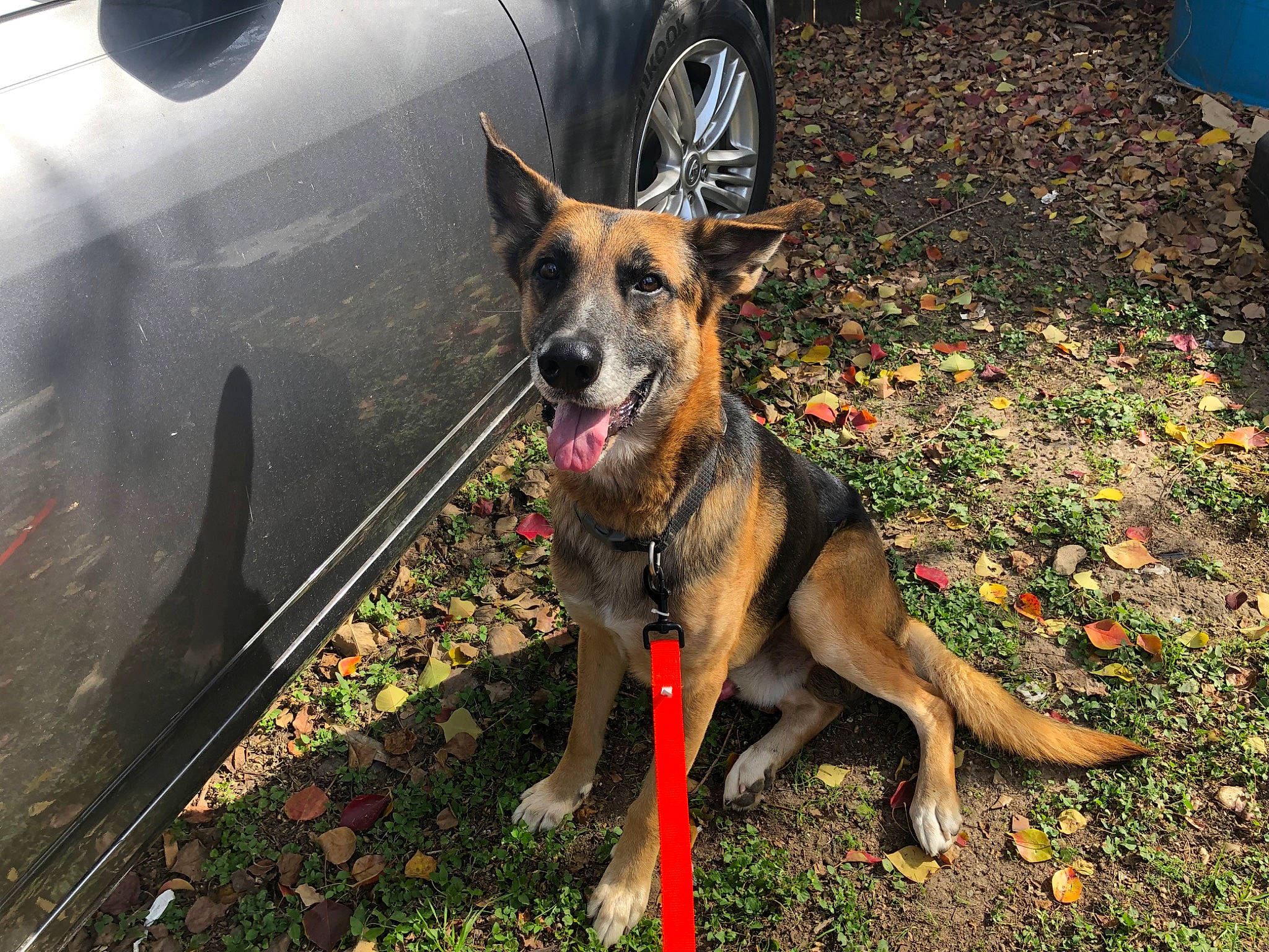 Boris is registered to the contest to win money with this photo: belgian_shepherd_malinois, canidae, carnivore, dog, dog_breed, east_european_shepherd, german_shepherd_dog, king_shepherd, kunming_wolfdog, mammal, old_german_shepherd_dog, police_dog, rare_breed_dog, snout, vertebrate, working_dog