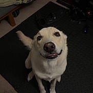 Lana joined the competition — help win amazing prizes! dog, pet, indoor, floor_mat, bed, shoes, table, carpet, looking_up, light_fur, friendly, canine, animal, household, smiling, cute, companion, domestic, floor, waiting