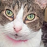 animal, cat, close_up, collar, cute, ears, face, feline, fur, green_eyes, indoor, macro, pet, photography, pink_nose, portrait, staring, tabby_cat, whiskers, white_fur