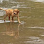 animal, beach, canine, curious, dog, golden_retriever, muddy, nature, outdoor, overcast, pet, playful, puppy, reflection, sand, shallow_water, walking, water, wet, young_dog