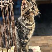 Selenah participe au concours pour gagner de l'argent avec cette photo : cat, tabby, animal, pet, feline, fur, whiskers, ears, eyes, sitting, wooden_surface, cage, metal, rust, indoor, focused, portrait, close_up, natural_light, curious