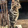 cat, tabby, animal, pet, feline, fur, whiskers, ears, eyes, sitting, wooden_surface, cage, metal, rust, indoor, focused, portrait, close_up, natural_light, curious