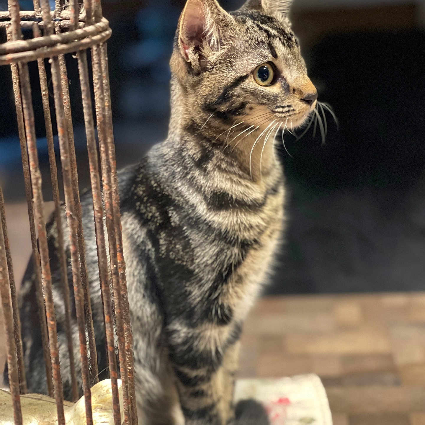 Selenah participe au concours pour gagner de l'argent avec cette photo : animal, cage, cat, close_up, curious, ears, eyes, feline, focused, fur, indoor, metal, natural_light, pet, portrait, rust, sitting, tabby, whiskers, wooden_surface