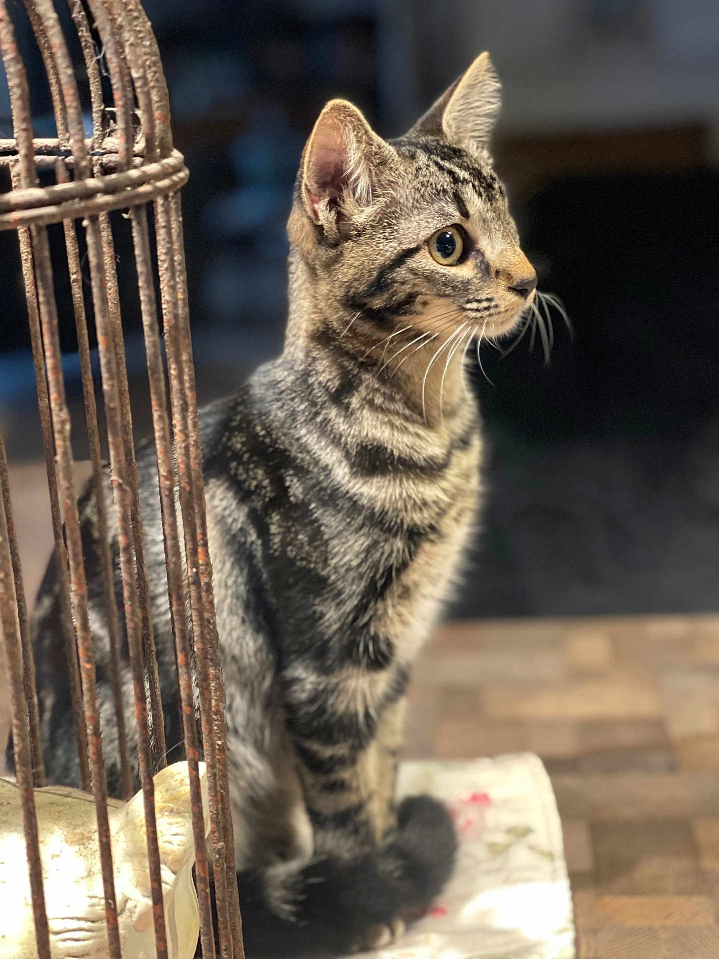 Selenah participe au concours pour gagner de l'argent avec cette photo : cat, tabby, animal, pet, feline, fur, whiskers, ears, eyes, sitting, wooden_surface, cage, metal, rust, indoor, focused, portrait, close_up, natural_light, curious