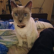 Blue Eyes joined the competition — help win amazing prizes! animal, bed, blanket, blue_eyes, cat, collar, companion, cozy, curious, cute, domestic, feline, fur, home, indoor, looking, pet, resting, siamese_cat, whiskers