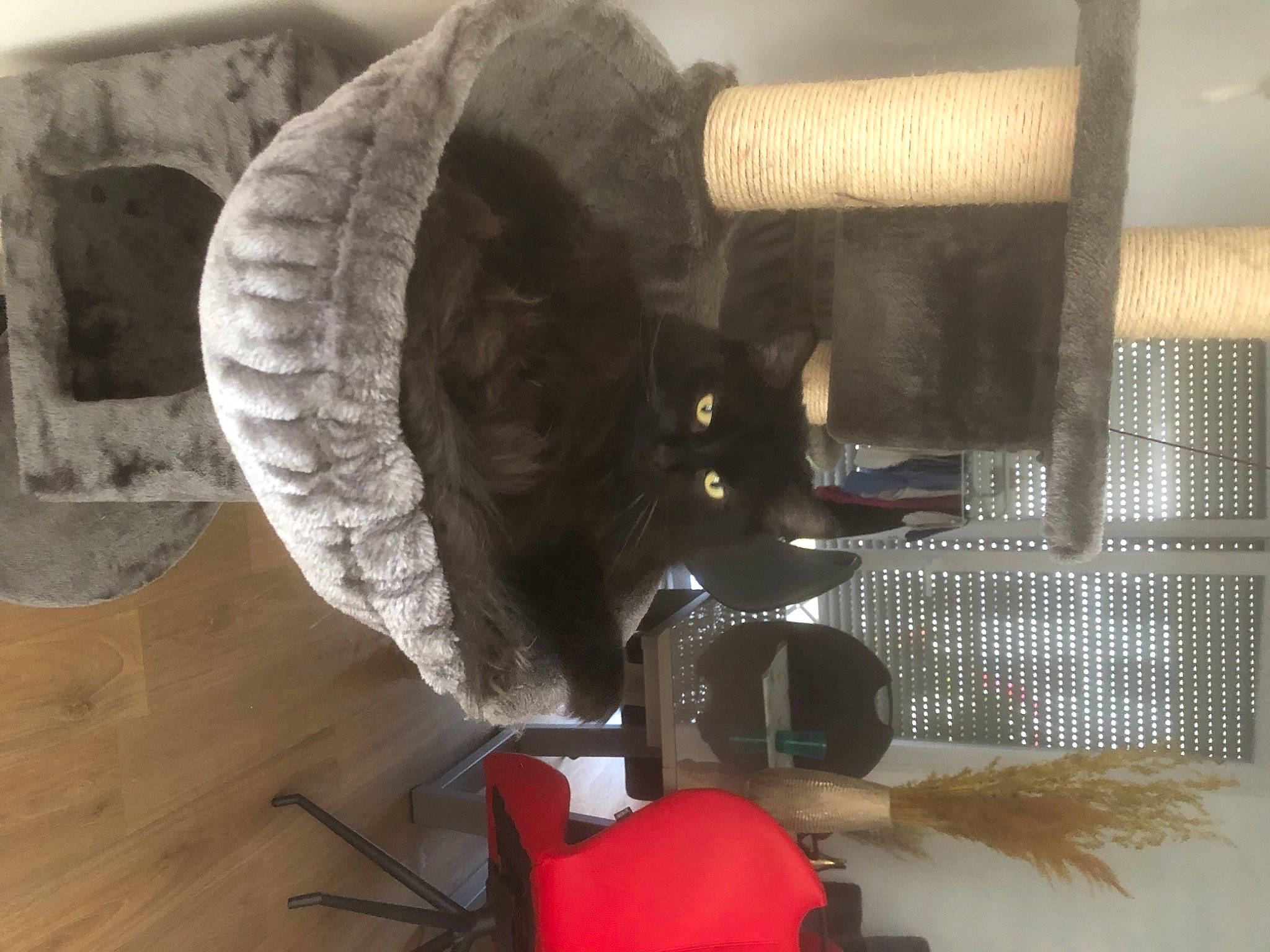 Rusty participe au concours pour gagner de l'argent avec cette photo : automotive_tire, black_cat, carmine, carnivore, cat, cat_supply, chair, comfort, domestic_short_haired_cat, felidae, flooring, fur, hardwood, pet_supply, room, small_to_medium_sized_cats, tail, whiskers, wood, wood_flooring