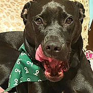 Mags joined the competition — help win amazing prizes! dog, black_dog, tongue_out, bandana, green_bandana, pet, indoor, bed, pillow, cozy, animal, cute, face, mouth_open, licking, resting, fur, ears, expression, domestic