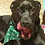 dog, black_dog, tongue_out, bandana, green_bandana, pet, indoor, bed, pillow, cozy, animal, cute, face, mouth_open, licking, resting, fur, ears, expression, domestic