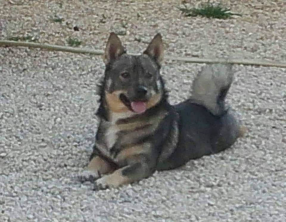 Norway Du Mas Des Ooiseaux