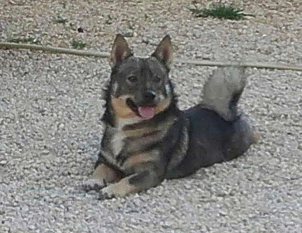 Norway Du Mas Des Ooiseaux