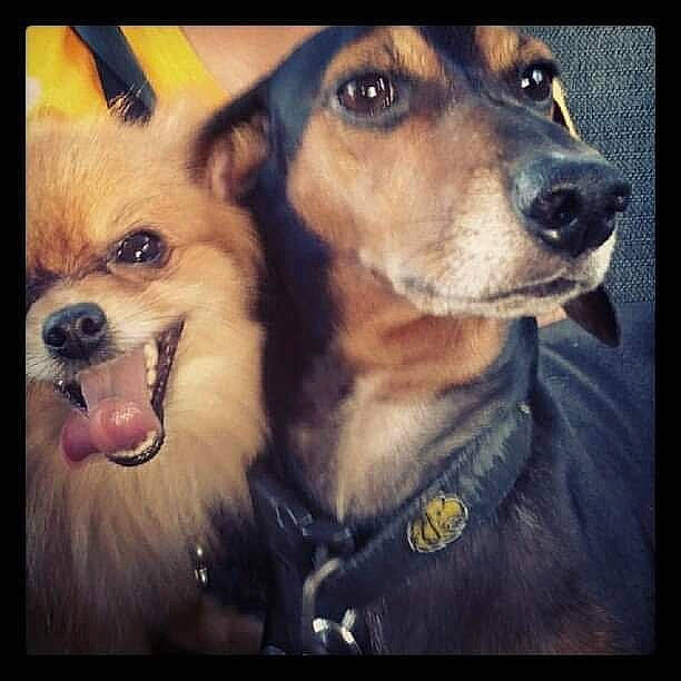 Cheddar is registered to the contest to win money with this photo: ancient_dog_breeds, canidae, carnivore, companion_dog, dog, dog_breed, love, nose, pembroke_welsh_corgi, photo_caption, photography, puppy_love, smile, snout, sporting_group, toy_dog, welsh_corgi, whiskers, working_dog