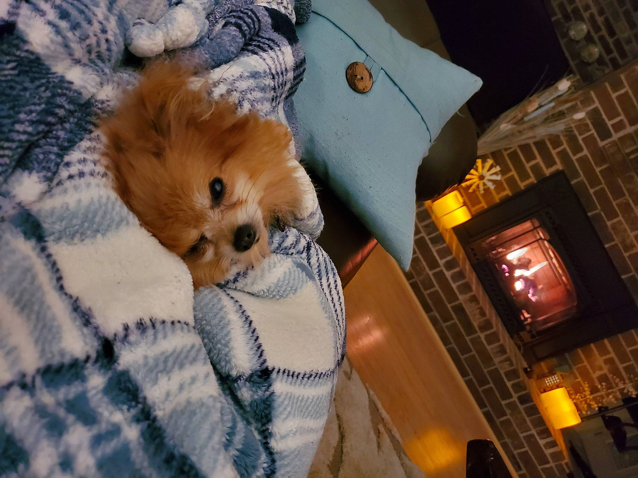 Cheddar joined the competition — help win amazing prizes! canidae, carnivore, cavachon, companion_dog, dog, dog_breed, dog_clothes, fur, german_spitz, mammal, morkie, non_sporting_group, pomeranian, puppy, puppy_love, snout, spitz, sporting_group, tibetan_spaniel, toy_dog