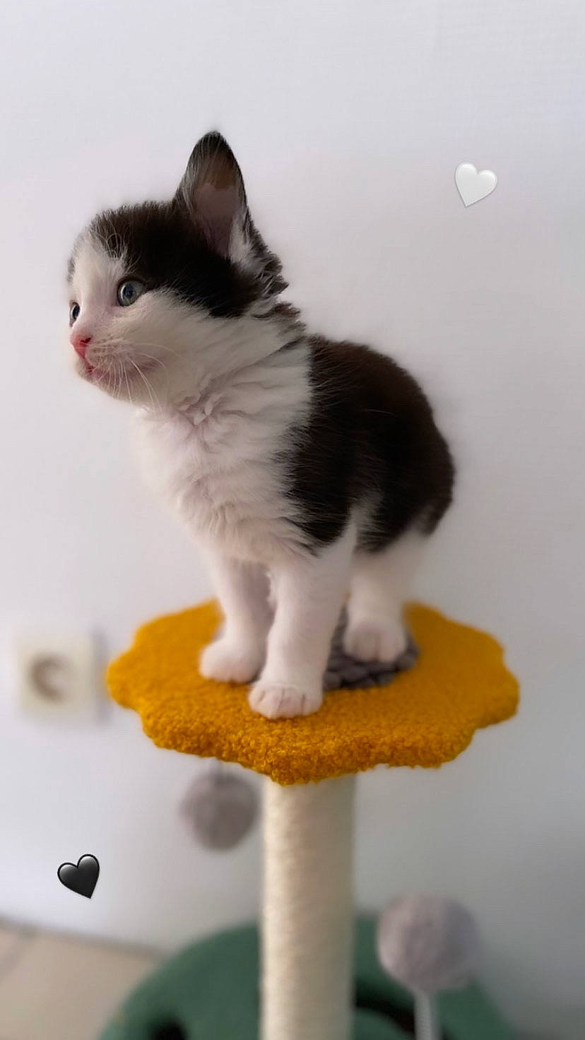 Oreo a rejoint le concours — aidez-le/la à gagner de superbes lots ! balance, box, carnivore, cat, cat_supply, domestic_short_haired_cat, felidae, fur, paw, pet_food, pet_supply, small_to_medium_sized_cats, snout, tail, whiskers, white