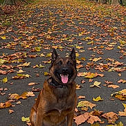 Ross participe au concours pour gagner de l'argent avec cette photo : dog, autumn, leaves, path, trees, outdoor, nature, smiling, sitting, brown, canine, fall, park, seasonal, happy, tongue_out, collar, forest, scenic, daylight