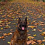 dog, autumn, leaves, path, trees, outdoor, nature, smiling, sitting, brown, canine, fall, park, seasonal, happy, tongue_out, collar, forest, scenic, daylight