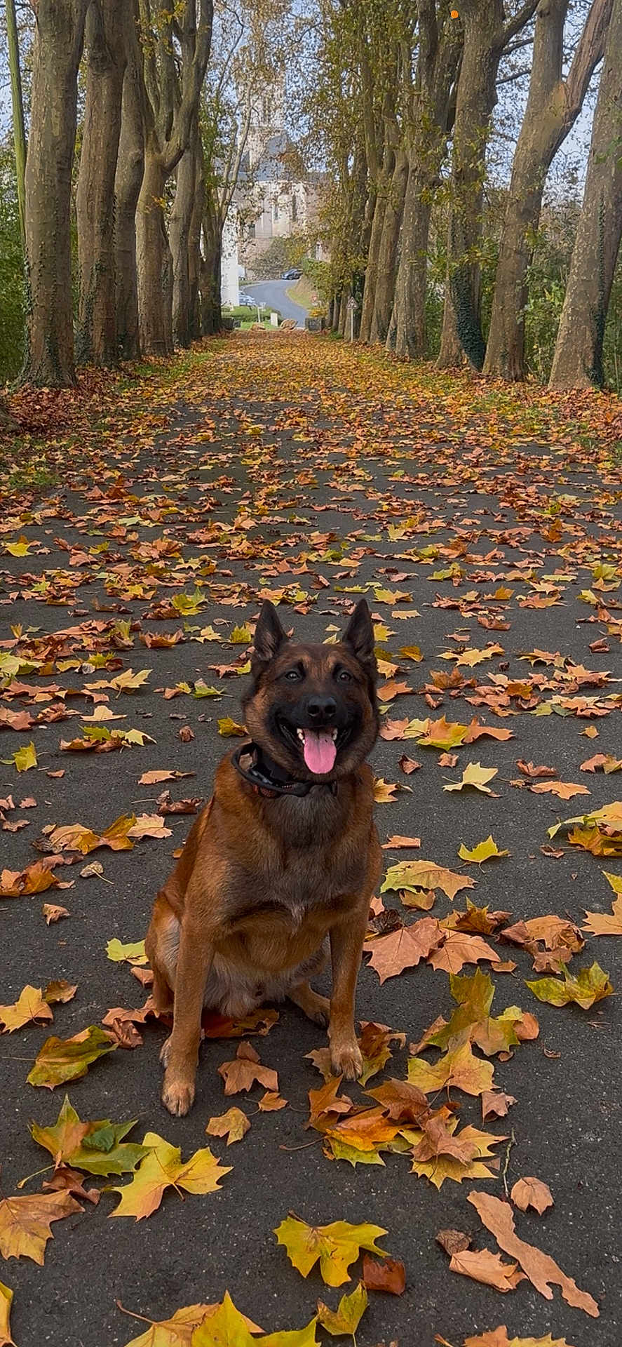 Ross participe au concours pour gagner de l'argent avec cette photo : dog, autumn, leaves, path, trees, outdoor, nature, smiling, sitting, brown, canine, fall, park, seasonal, happy, tongue_out, collar, forest, scenic, daylight