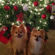 Tiny And Chewy is registered to the contest to win money with this photo: carpet, celebration, christmas_ornaments, christmas_tree, cute, dog, festive, fluffy, happy, holiday_decor, holiday_lights, indoor, pet, pets, pomeranian, red_ornaments, seasonal, smiling_dog, two_dogs, white_ornaments