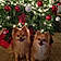 Tiny And Chewy