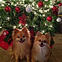 carpet, celebration, christmas_ornaments, christmas_tree, cute, dog, festive, fluffy, happy, holiday_decor, holiday_lights, indoor, pet, pets, pomeranian, red_ornaments, seasonal, smiling_dog, two_dogs, white_ornaments