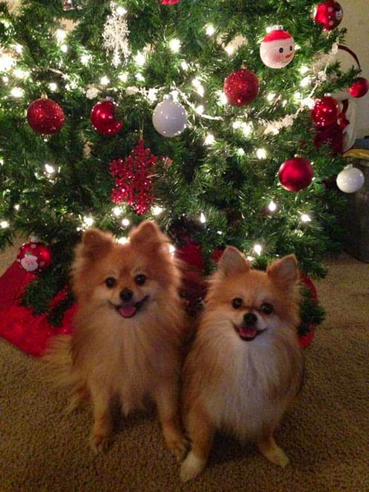 Tiny And Chewy