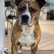 Rocky joined the competition — help win amazing prizes! dog, brindle, canine, pet, outdoor, porch, deck, blurred_background, animal, friendly, standing, mammal, ears, snout, fur, domestic_animal, companion, looking, nature, daytime