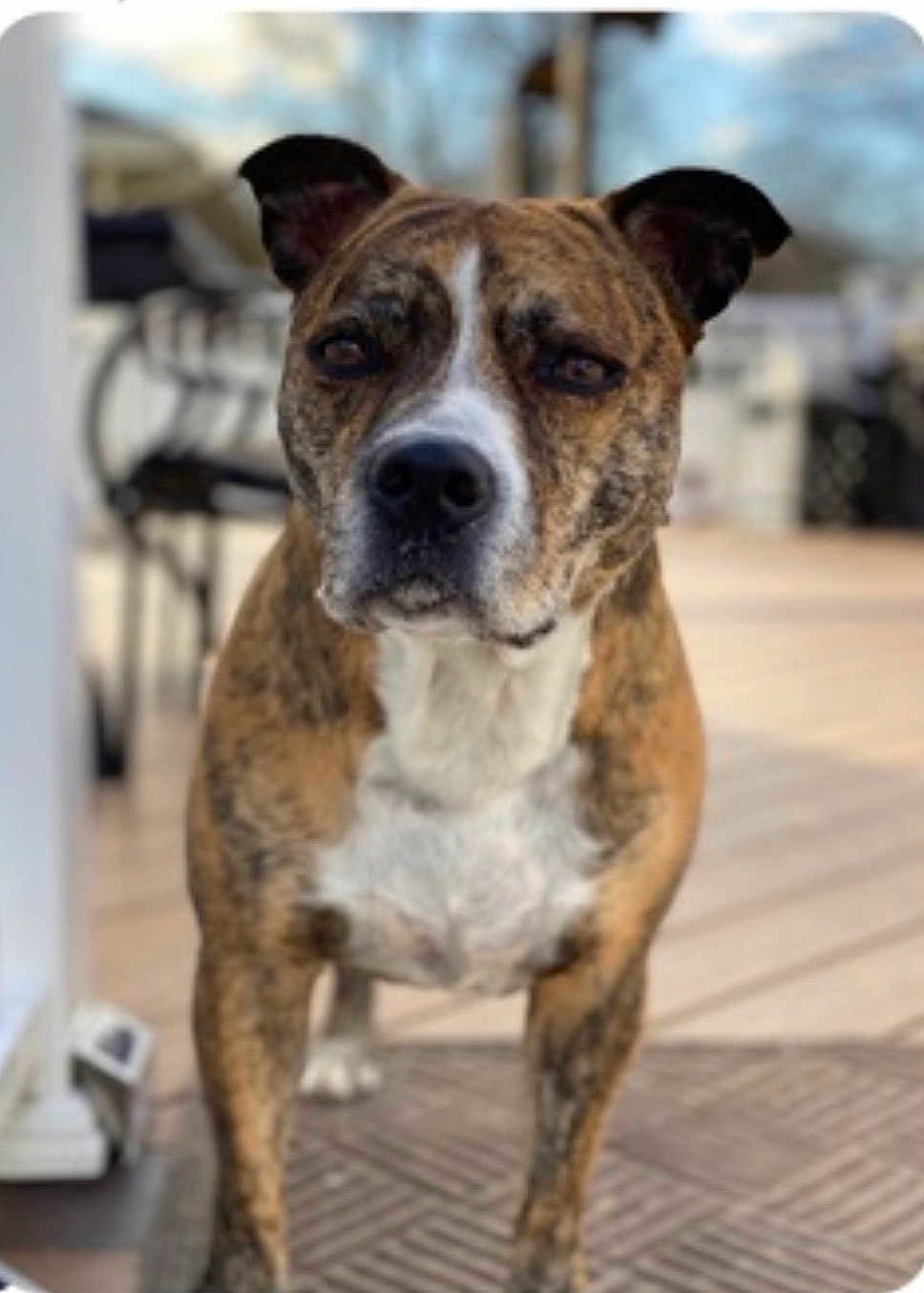 Rocky joined the competition — help win amazing prizes! dog, brindle, canine, pet, outdoor, porch, deck, blurred_background, animal, friendly, standing, mammal, ears, snout, fur, domestic_animal, companion, looking, nature, daytime