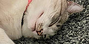 Luna Hope joined the competition — help win amazing prizes! cat, sleeping, closeup, fur, pet, collar, indoor, resting, animal, cute, cozy, relaxed, whiskers, face, nose, ear, texture, soft, nap, domestic_cat
