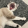 Luna Hope is registered to the contest to win money with this photo: cat, yawning, feline, pet, animal, laying_down, fur, whiskers, paws, indoor, carpet, relaxing, cute, mammal, sleepy, domestic_animal, stretching, closeup, resting, mouth_open