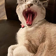 Luna Hope is registered to the contest to win money with this photo: cat, yawning, pet, animal, fur, whiskers, mouth_open, teeth, tongue, paws, relaxed, indoor, leather, feline, cute, domestic, sleepy, collar, closeup, resting