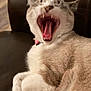 cat, yawning, pet, animal, fur, whiskers, mouth_open, teeth, tongue, paws, relaxed, indoor, leather, feline, cute, domestic, sleepy, collar, closeup, resting