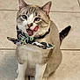 Luna Hope joined the competition — help win amazing prizes! cat, blue_eyes, bow, patterned_bow, licking, sitting, tiled_floor, indoor, playful, pet, feline, cute, whiskers, ears, tail, domestic_cat, animal, fur, muzzle, tongue