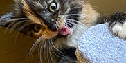 Cali joined the competition — help win amazing prizes! kitten, cat, scratching_post, tongue_out, playful, fur, whiskers, indoor, pet, animal, cute, claws, feline, closeup, paw, young, blurred_background, multicolor_fur, expressive_face, home