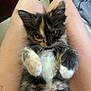 Cali joined the competition — help win amazing prizes! kitten, calico, cat, pet, fur, paws, lap, cute, animal, whiskers, indoor, young, feline, sleepy, adorable, closeup, soft, resting, person, legs