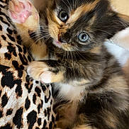 Cali is registered to the contest to win money with this photo: kitten, cat, tortoiseshell, paw, pink_paw_pads, fur, animal, pet, cute, playful, feline, indoor, resting, blanket, leopard_print, whiskers, curious, young, small, adorable