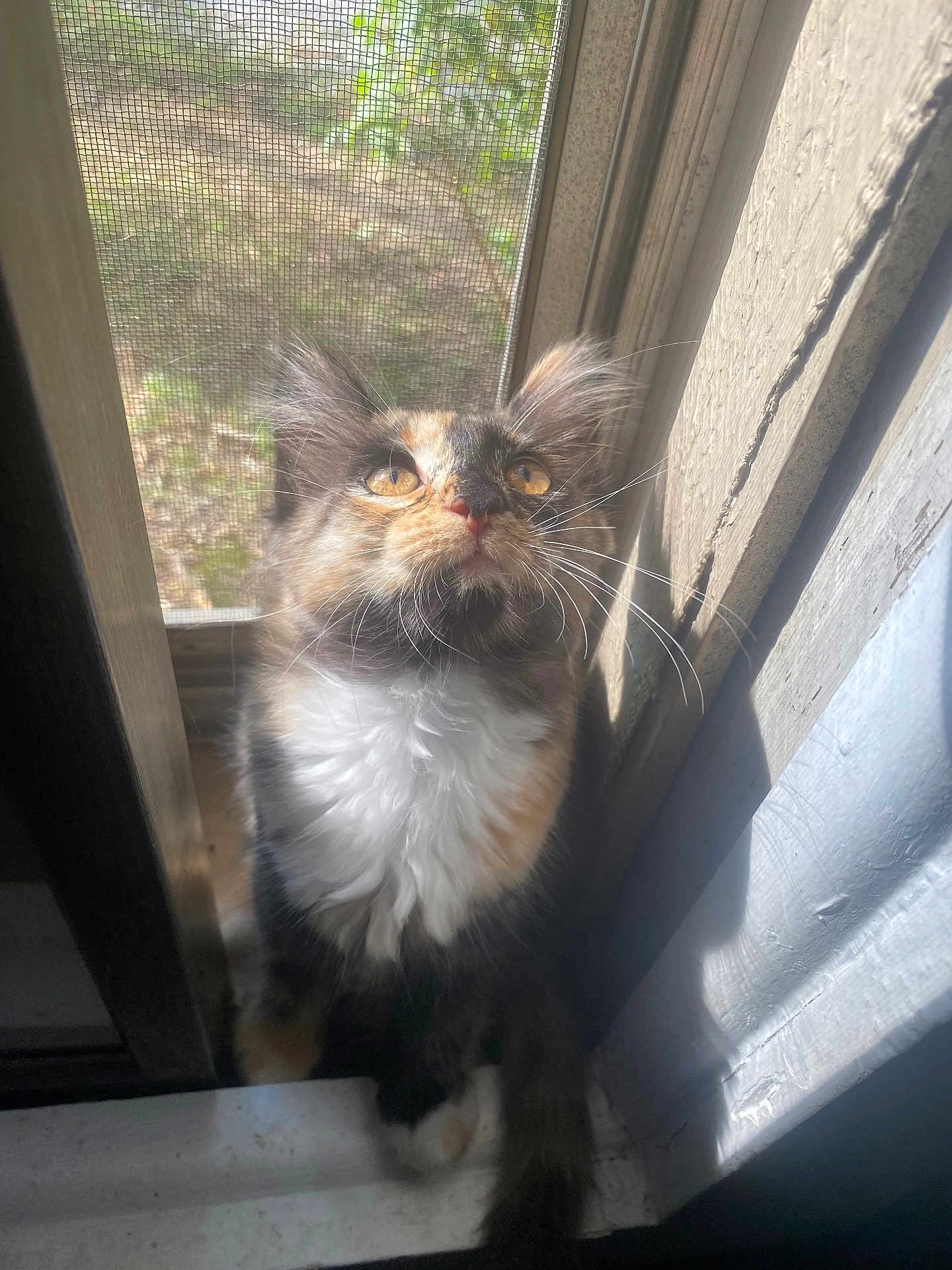 Cali