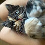 Cali is registered to the contest to win money with this photo: kitten, cat, pet, close_up, fur, whiskers, paw, eyes, animal, cute, playing, hand, arm, domestic_animal, young, mammal, feline, indoor, cuddle, adorable