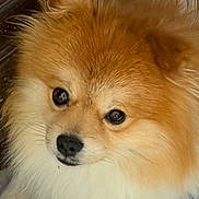 Coco is registered to the contest to win money with this photo: adorable, animal, brown, canine, close_up, companion, cute, dog, domestic_animal, face, fluffy, fur, head, indoor, looking, pet, pomeranian, portrait, small_dog, white