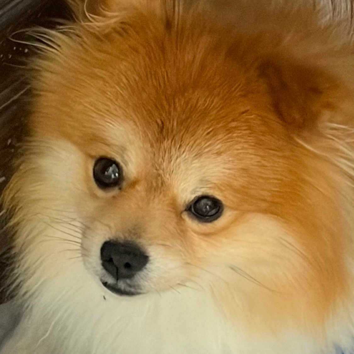 Coco