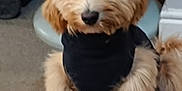 Maddie is registered to the contest to win money with this photo: dog, puppy, indoor, carpet, black_sweater, curly_hair, pet, cute, fluffy, animal, brown_fur, sitting, household, furniture, coat, floor, looking, companion, domestic, young_dog