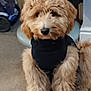 dog, puppy, indoor, carpet, black_sweater, curly_hair, pet, cute, fluffy, animal, brown_fur, sitting, household, furniture, coat, floor, looking, companion, domestic, young_dog