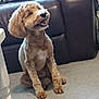 Maddie is registered to the contest to win money with this photo: dog, pet, indoor, carpet, couch, furniture, happy, sitting, brown, fluffy, animal, canine, living_room, domestic, companion, cute, smiling, home, relaxed, friendly