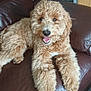 Maddie is registered to the contest to win money with this photo: dog, fluffy, brown, leather_couch, indoor, pet, smiling, happy, canine, fur, sitting, cute, companion, animal, relaxed, living_room, domestic, friendly, portrait, cozy