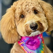 Maddie joined the competition — help win amazing prizes! dog, golden_doodle, bandana, tie_dye, colorful, pet, cute, fluffy, portrait, animal, fur, canine, friendly, domestic_animal, mammal, closeup, adorable, companion, face, leash