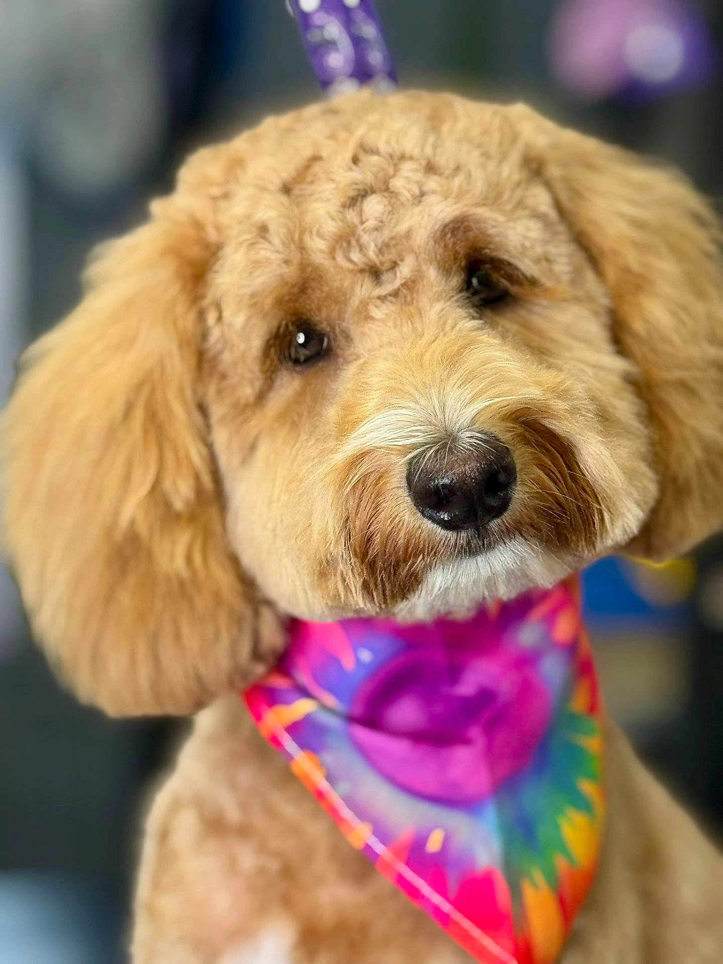 Maddie joined the competition — help win amazing prizes! dog, golden_doodle, bandana, tie_dye, colorful, pet, cute, fluffy, portrait, animal, fur, canine, friendly, domestic_animal, mammal, closeup, adorable, companion, face, leash