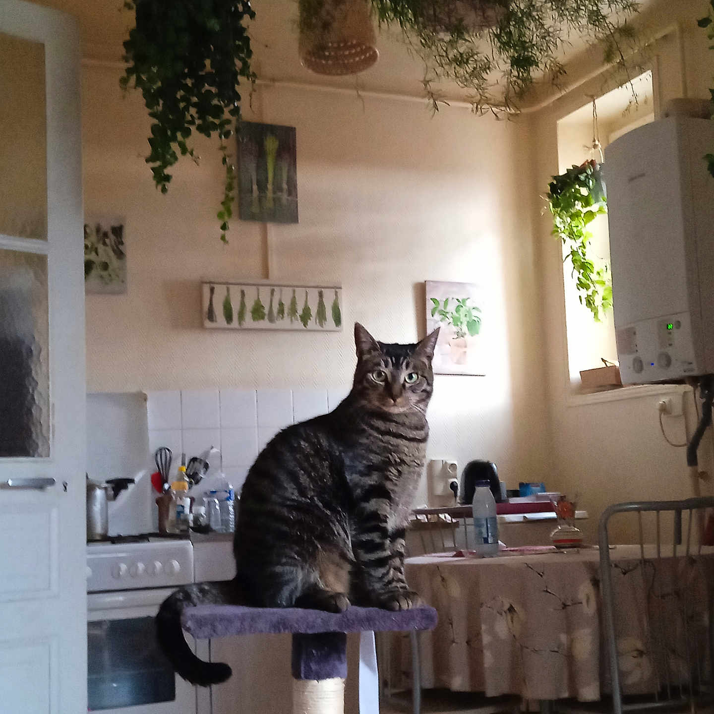 Louna participe au concours pour gagner de l'argent avec cette photo : animal, architecture, building, cat, chair, computerhardware, diningroom, diningtable, electronics, furniture, indoors, interiordesign, livingroom, pet, plant, plywood, pottedplant, room, table, wood