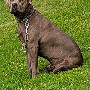Disciple is registered to the contest to win money with this photo: dog, brown_dog, grass, outdoor, pet, chain, sitting, alert, canine, fence, nature, animal, leash, field, summer, greenery, domestic_animal, watchful, mammal, daytime