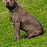 dog, brown_dog, grass, outdoor, pet, chain, sitting, alert, canine, fence, nature, animal, leash, field, summer, greenery, domestic_animal, watchful, mammal, daytime