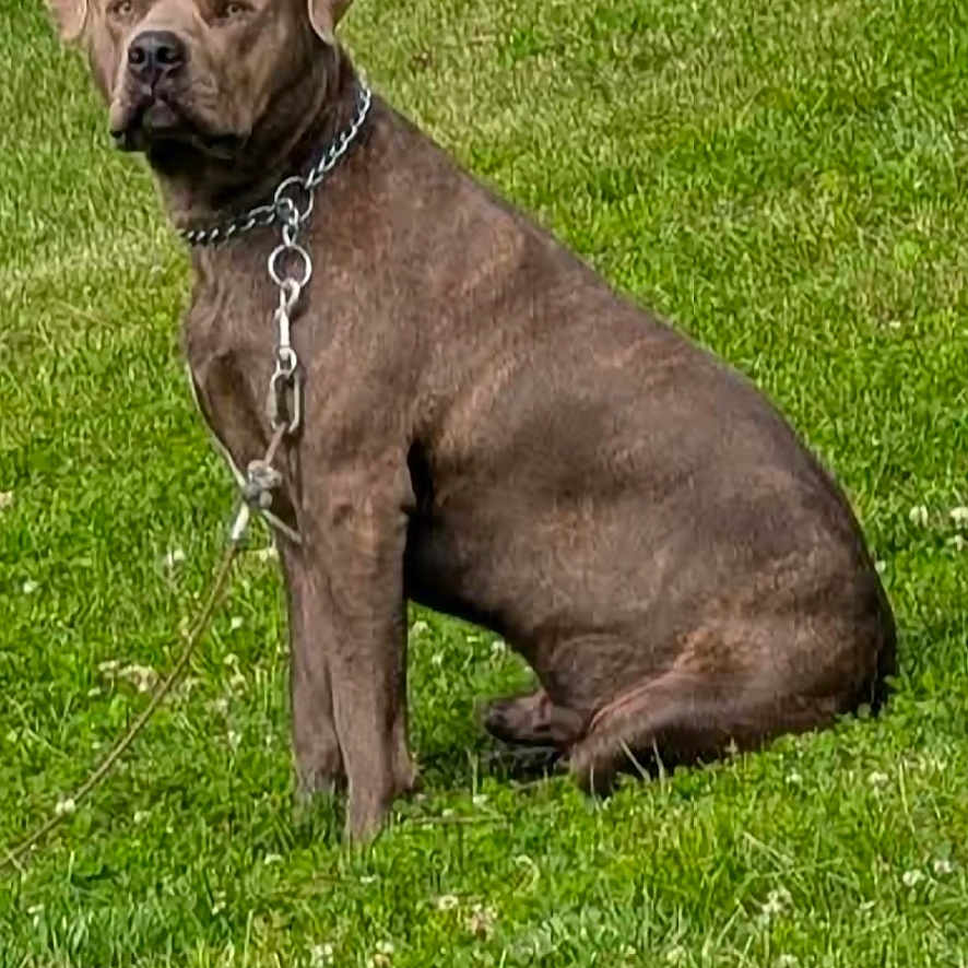 Disciple is registered to the contest to win money with this photo: dog, brown_dog, grass, outdoor, pet, chain, sitting, alert, canine, fence, nature, animal, leash, field, summer, greenery, domestic_animal, watchful, mammal, daytime